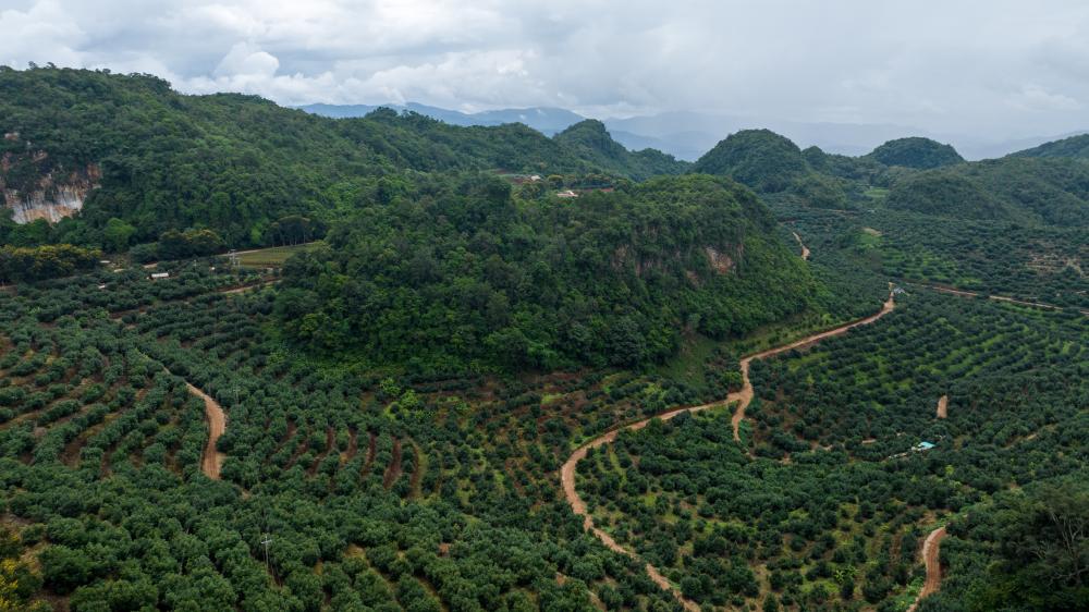 云南孟連大力發(fā)展牛油果產(chǎn)業(yè)促農增收