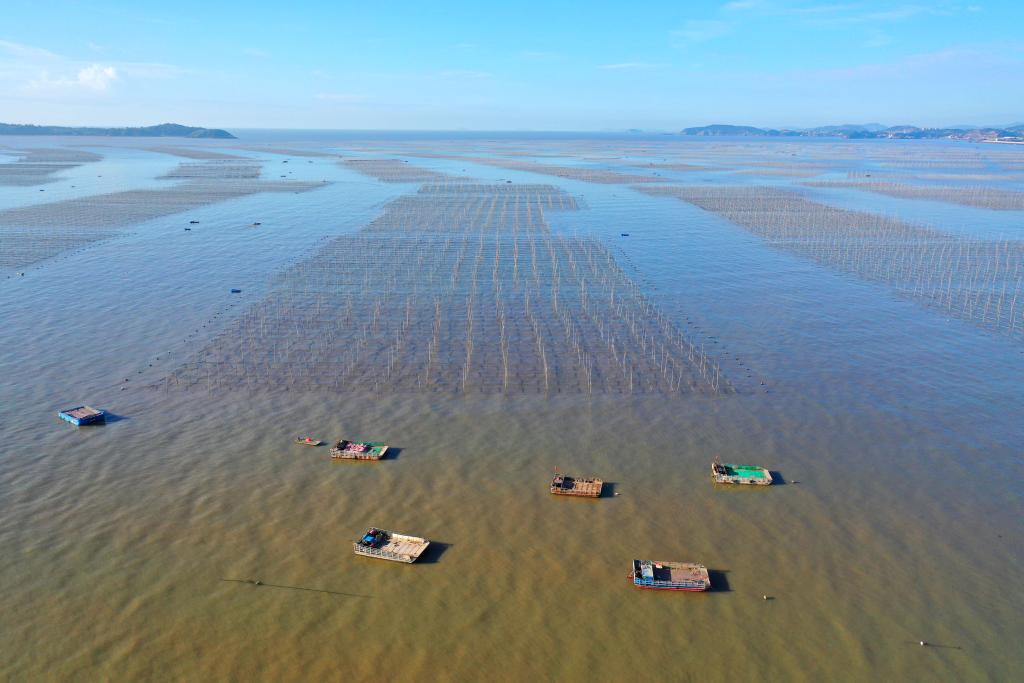 浙江玉環(huán)：“海上菜園”紫菜種養忙
