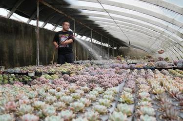 河北秦皇島：特色觀(guān)賞植物種植助農增收