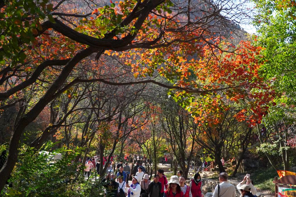 山東臨朐：金秋時(shí)節紅葉美