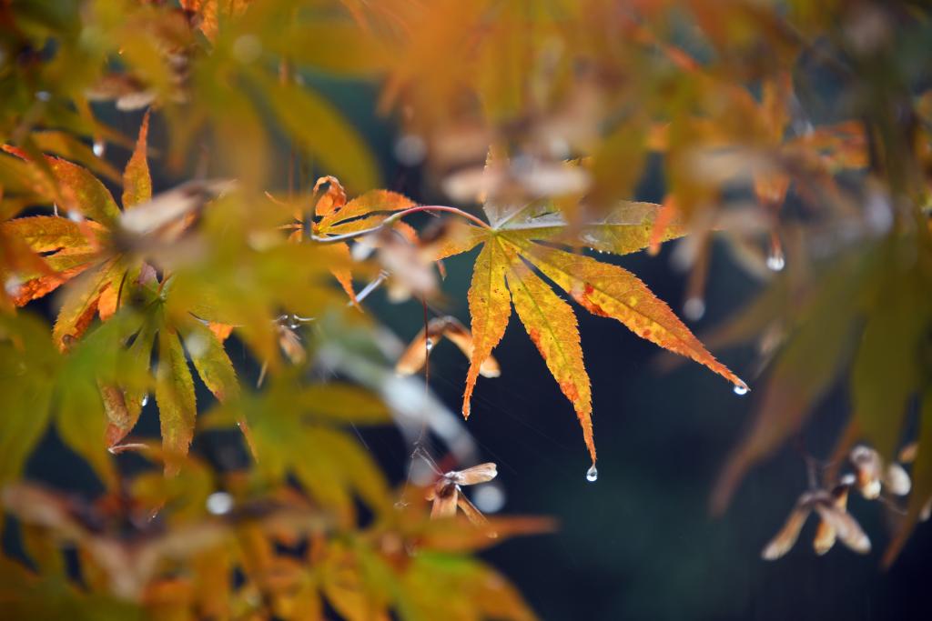 詩(shī)意中國丨丹楓萬(wàn)葉碧云邊，黃花千點(diǎn)幽巖下