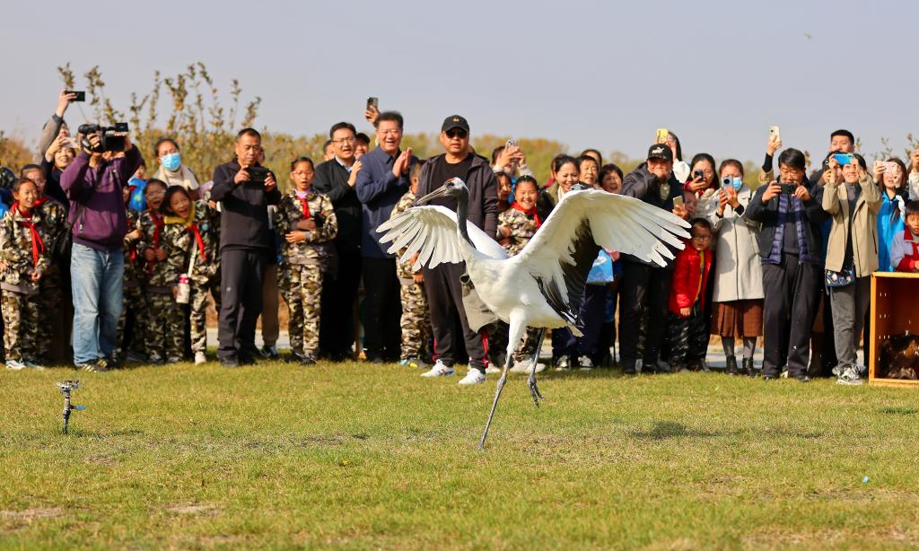 河北秦皇島：國家保護鳥(niǎo)類(lèi)放歸自然