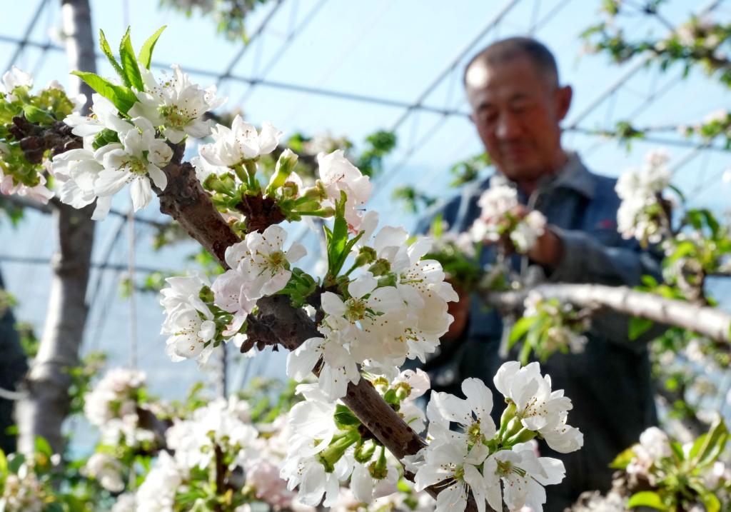 河北樂(lè )亭：溫室暖 花枝俏 果香溢