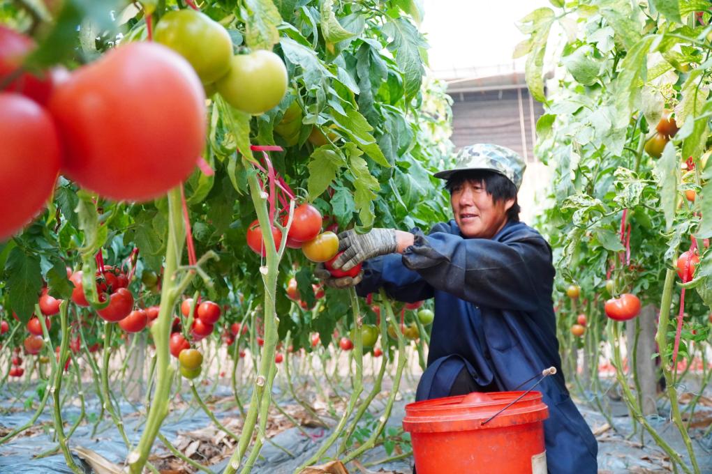 山東臨邑：初冬時(shí)節大棚西紅柿收獲忙