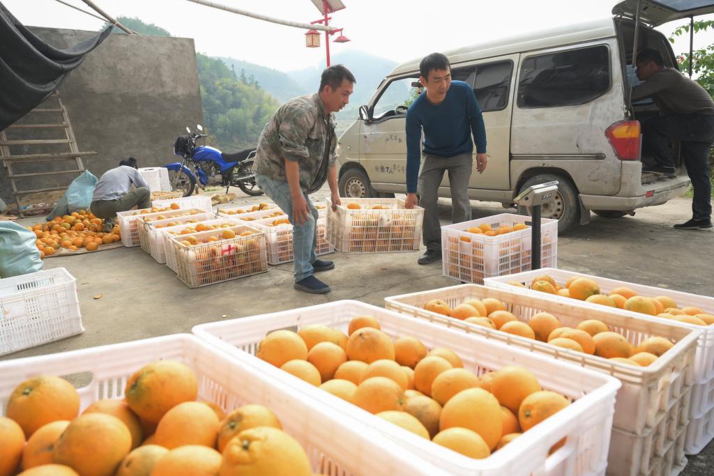 福建古田：特色水果產(chǎn)業(yè)助力鄉村振興