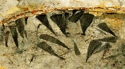 科學(xué)家發(fā)現6.02億年前生物長(cháng)“大”