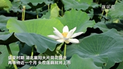 蓮藕種植戶(hù)馬冬良：在轉型中增收