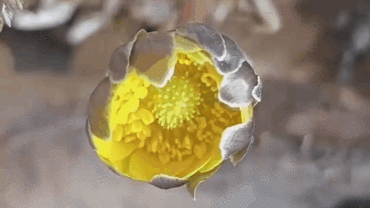 冰凌花為何能早早綻放？