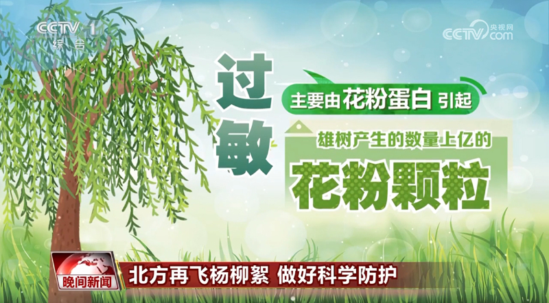 北方再飛楊柳絮 做好科學(xué)防護 教你“躲、捂、清、掃、防”五字口訣