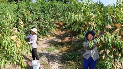 重慶萬(wàn)州：桃、李產(chǎn)業(yè)美了山鄉富了民