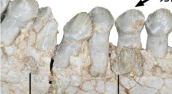 恐龍如何換牙？古生物學(xué)者揭秘古老角龍換牙方式