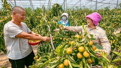 陜西大荔：科技助力農業(yè)豐產(chǎn) 黃河岸畔冬棗飄香