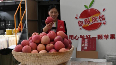 小蘋(píng)果創(chuàng  )出產(chǎn)業(yè)大天地——陜西洛川蘋(píng)果產(chǎn)業(yè)集群見(jiàn)聞