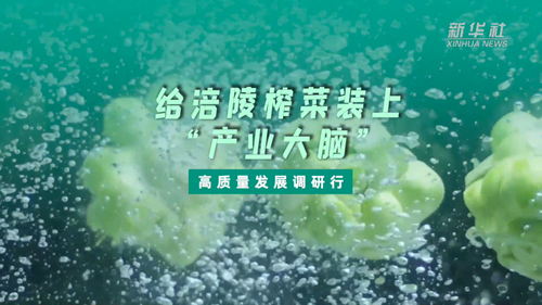 一顆青菜頭，緣何長(cháng)出百億產(chǎn)業(yè)？