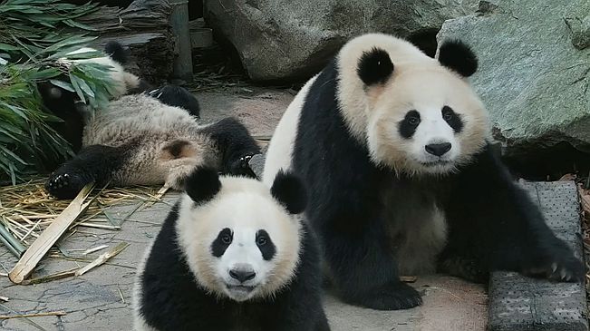 同時(shí)被兩只大熊貓盯上是什么體驗？