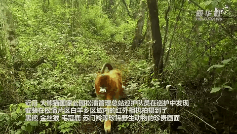 珍貴畫(huà)面曝光！野生動(dòng)物頻頻“上鏡”